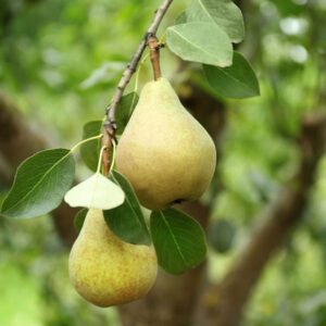 Highland Pear
