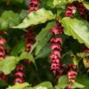 Himalayan Chocolate Berry