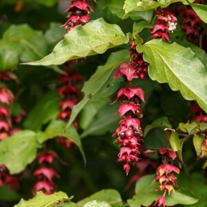 Himalayan Chocolate Berry