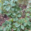 Himalayan Huckleberry