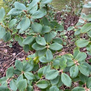 Himalayan Huckleberry