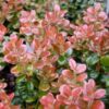 Himalayan Whortleberry