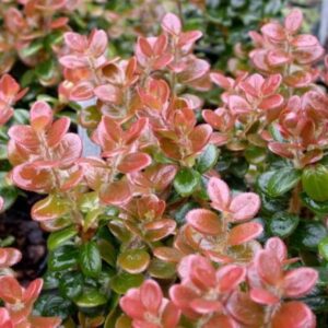 Himalayan Whortleberry