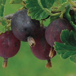 Hinnomaki Red Gooseberry