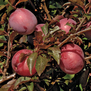 Hollywood Japanese Plum
