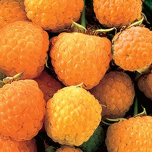 Honey Queen Raspberry