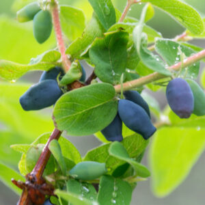 Honeybee ™ Honeyberry