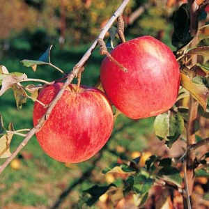 Honeycrisp Apple Tree