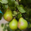 Honeysweet Pear