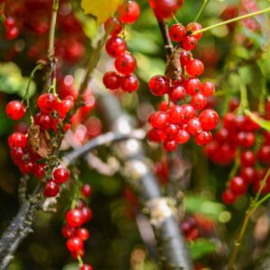 Honeywood Red Currant