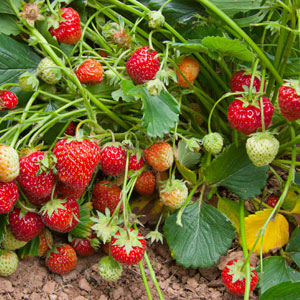 Hood Strawberry