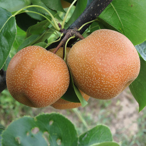 Hosui Asian Pear