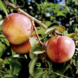 Howard Miracle Japanese Plum