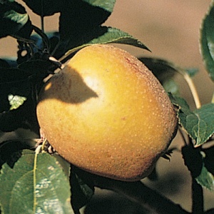 Hudson's Golden Gem Apple
