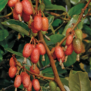 Hybrid Silverberry
