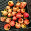 Hydranar x Goulosha Pomegranate