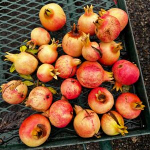 Hydranar x Goulosha Pomegranate