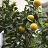 Ichang Lemon