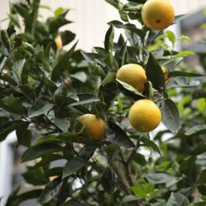 Ichang Lemon