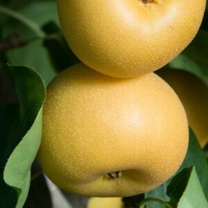 Ichiban Nashi Asian Pear