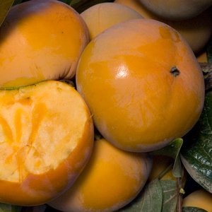 Imoto Fuyu Asian Persimmon