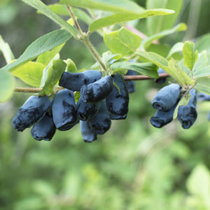 Indigo Yum Honeyberry