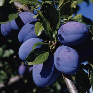 Italian Plum