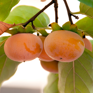 Izu Asian Persimmon