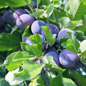 Jam Session Plum