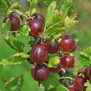Jeanne Gooseberry