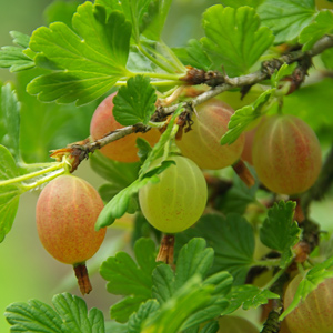 Jewel™ Gooseberry