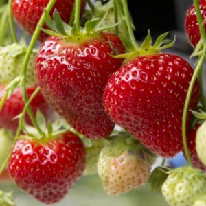 Jewel Strawberry