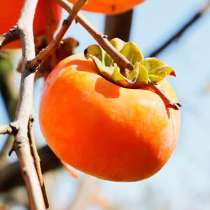 Jiro Asian Persimmon Tree