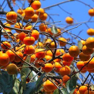 John Rick American Persimmon