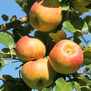 Jonagold Apple Tree
