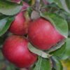 Jonathan Apple Tree