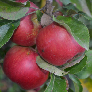 Jonathan Apple Tree