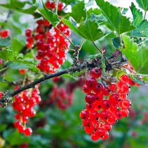 Jonkheer Van Tets Red Currant
