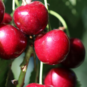 Juliet Bush Cherry