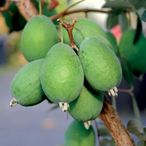 Kaiteri™ Pineapple Guava