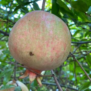 Kaj-Acik-Anor Pomegranate