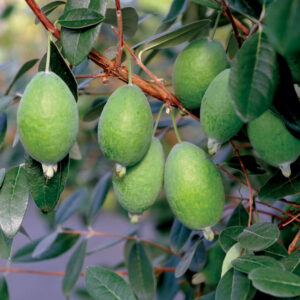 Kakariki™ Pineapple Guava