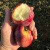 Kandil Sinap Apple Tree