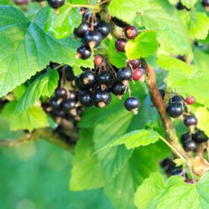 Kantata 50 Black Currant