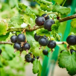 Katyusha Black Currant