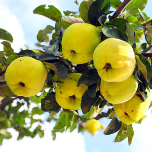 Kaunching Quince