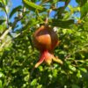 Kazake Pomegranate