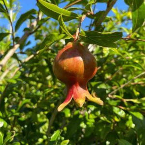 Kazake Pomegranate