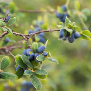 Keiko Honeyberry