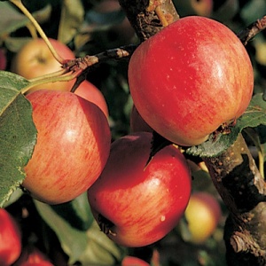 Kerr Crabapple Tree